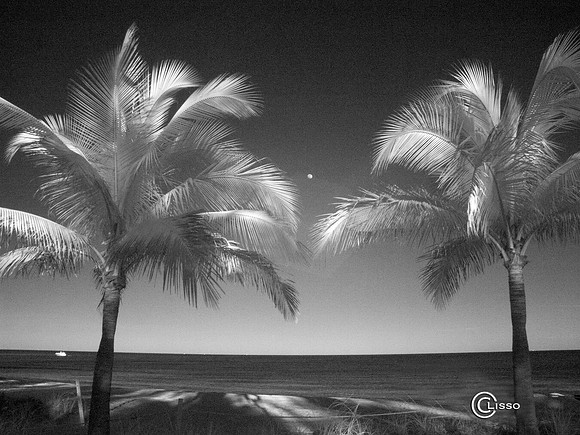 Palm trees and moon_infrared