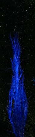 blue trees vertical