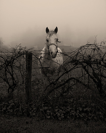 sepia-horse