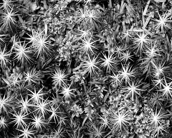 forest floor