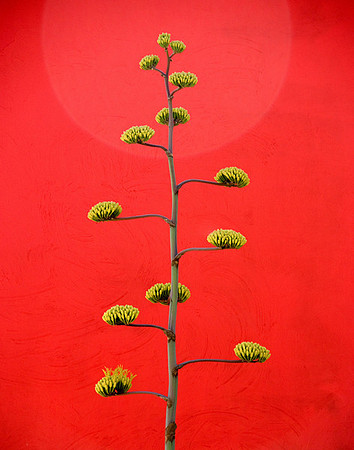 Red Wall Flower, Monterrey Mexico