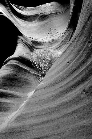 canyon and Bush