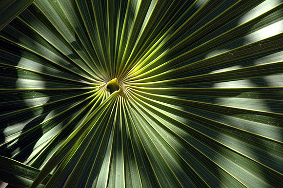 Pattern