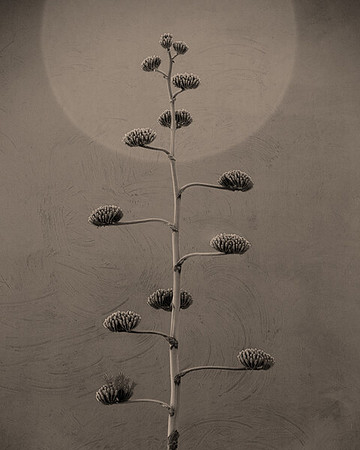 red wall- flower-sepia