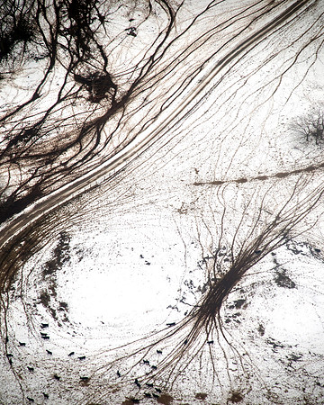 Cattle Trails_3