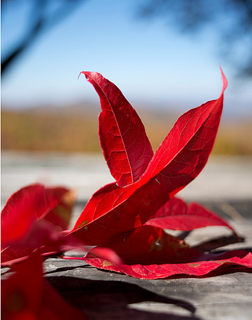 Red leaves