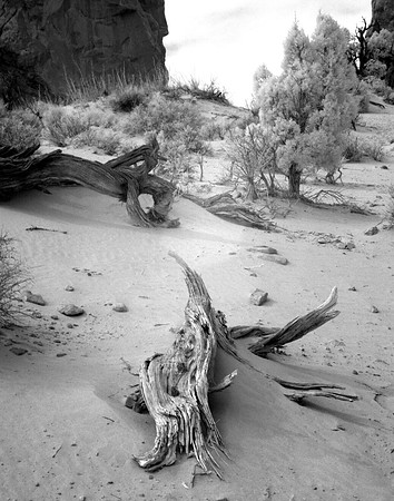 Tree trunk at Double Arch