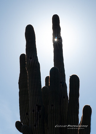 Arizona Cactus