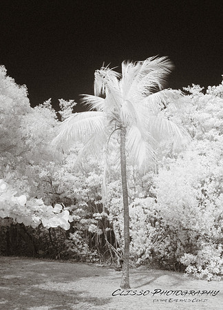 Infrared Everglades