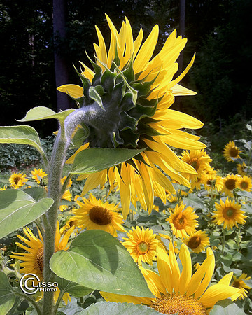 shy sunflower