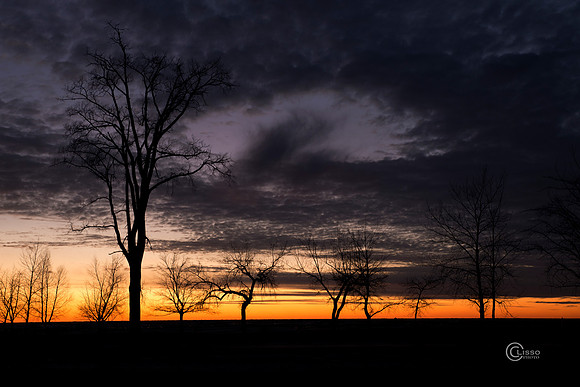 sunset Grand Haven Trees
