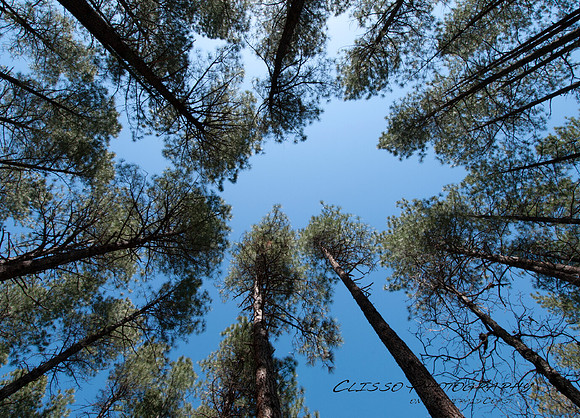 trees