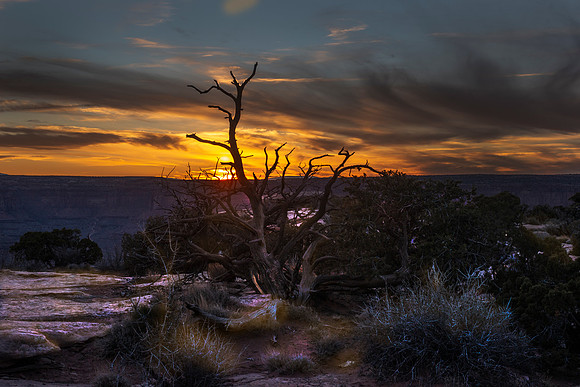 Sunset and Tree