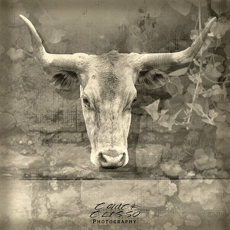 Cow composite flat